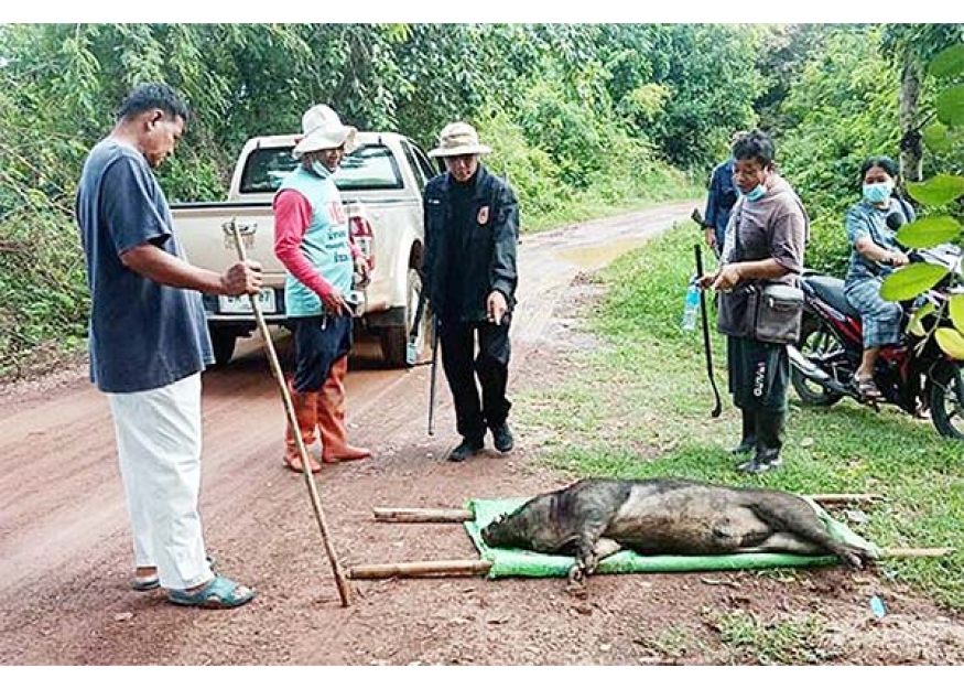 2021–08-31 山猪发狂伤人 饲主装死逃过一劫